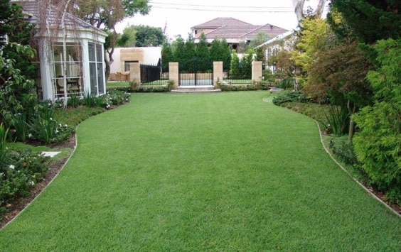 Empire Zoysia grass landscaping in a residence on the Sunshine Coast