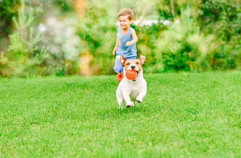 Child and Dog Playing Fetch on grass purchased at a Turf Farm on the Sunshine Coast