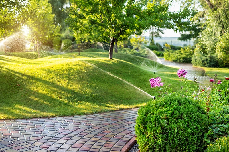 Turf being watered with sprinklers in a landscape