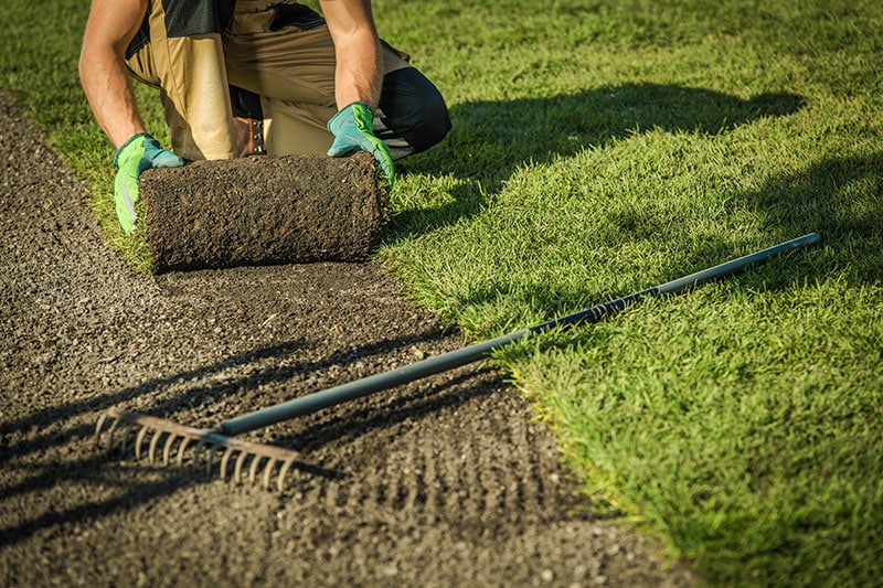 A man rolling turf to be installed in a landscape