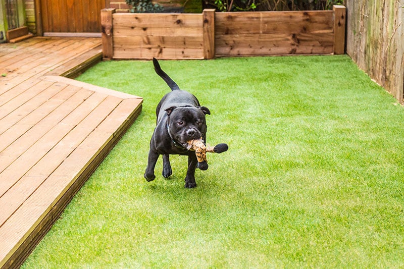 A Dog playing on grass installed by Sunshine Coast Turf & Landscapes