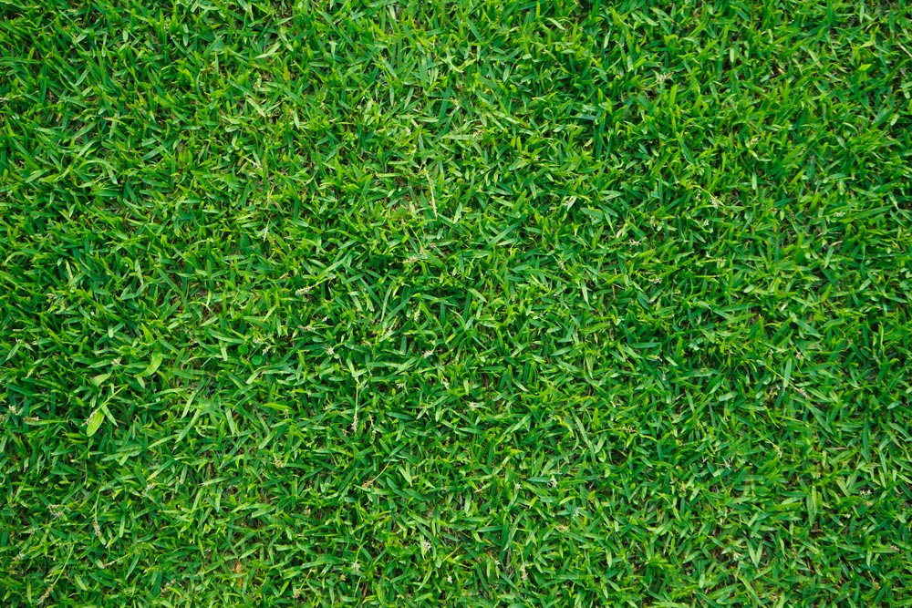 Top View Of Coach Turf