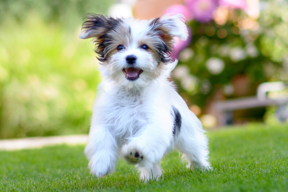 A Cute Puppy Running On Grass