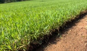 Closeup On Turf On Summer