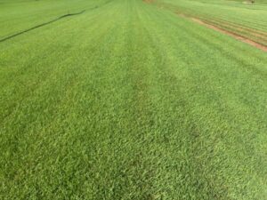 Large Field with High Quality Turf