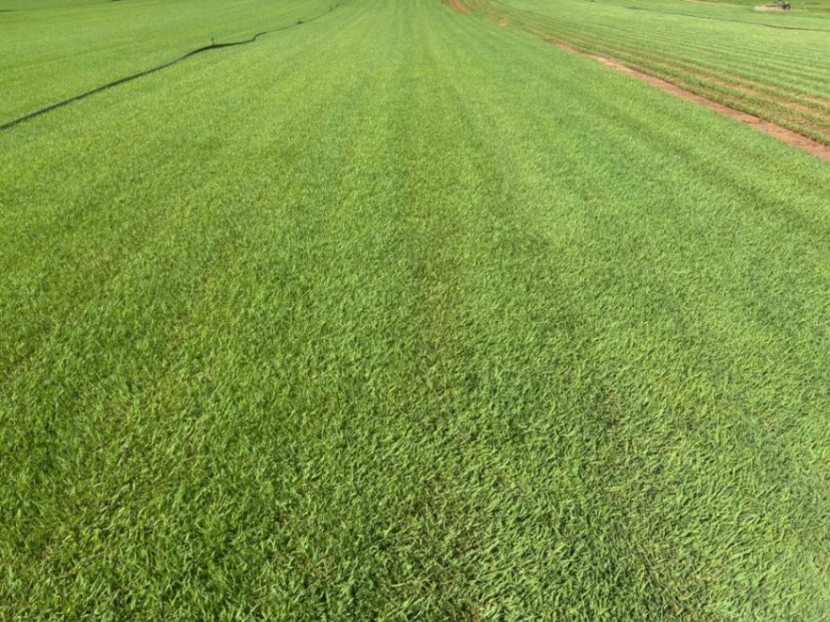 Large Field with High Quality Turf