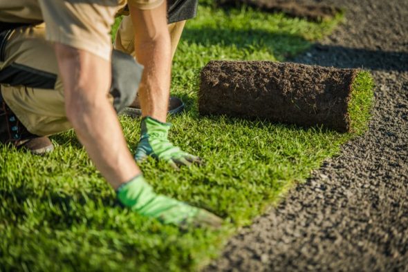 A landscaper laying turf in Sunshine Coast, Queensland